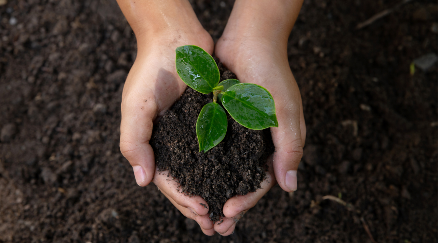 Green Tips: Rain Barrels